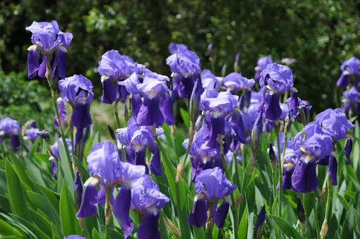 7 цветущих растений, обожающих песчаную почву