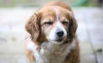 Почему собака щурится, когда смотрит на вас Почему собака щурится, когда смотрит на вас