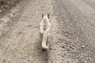 Собака несколько километров вела людей к погибающим щенкам, умоляя их о помощи