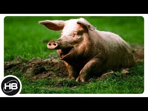 Нажми и смотри