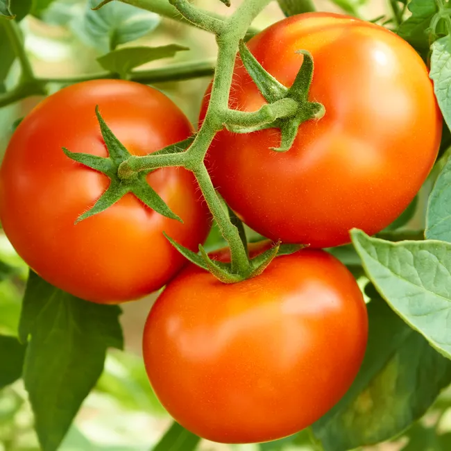 Бывают с арбуз и горошину: 20 забавных фактов про томаты