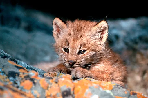 Ошибочка вышла: женщина подобрала котенка, который оказался опасным хищником Ошибочка вышла: женщина подобрала котенка, который оказался опасным хищником