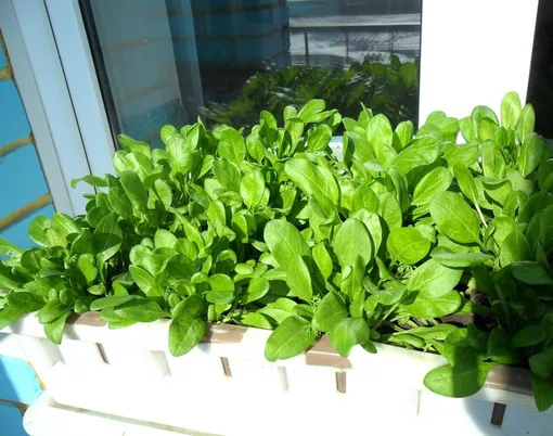 Зелень: салат, руккола, шпинат