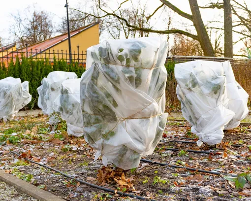 Оттепели испортили планы? Срочные меры для спасения роз Оттепели испортили планы? Срочные меры для спасения роз