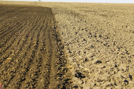 Вы всё вычистили в ноябре? Поздравляю — вы убили свой огород на год вперёд