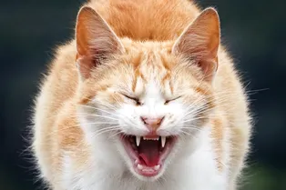 За жестокое обращение с животными будут ещё больше штрафовать