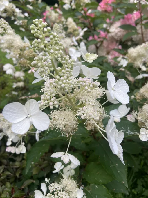 гортензия мотыльковая