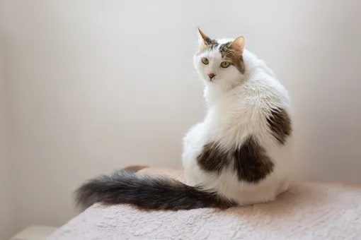 Турецкий ван