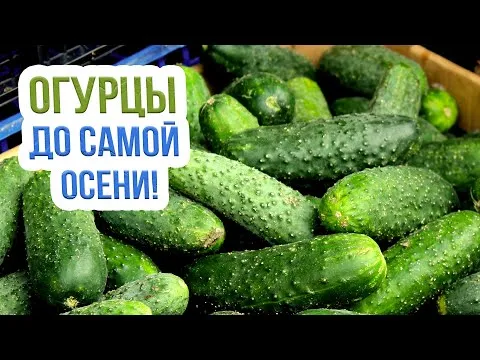 Нажми и смотри