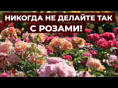 Нажми и смотри