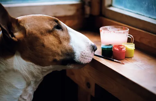 Собаки-художники: как питомцы создают абстрактные картины Собаки-художники: как питомцы создают абстрактные картины