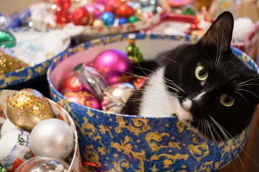 7 мест, которые нужно помыть и очистить заранее перед Новым годом и Рождеством, и кот 7 мест, которые нужно помыть и очистить заранее перед Новым годом и Рождеством, и кот