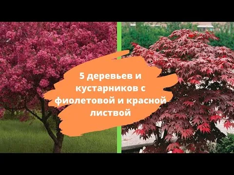 Нажми и смотри