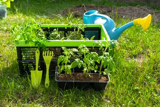 Не упустите время: это нужно запасти в конце осени для выращивания рассады Не упустите время: это нужно запасти в конце осени для выращивания рассады