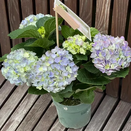 Eсли вам кажется, что гортензия хочет пить, значит, вам не кажется. Только следите за тем, чтобы у корней не скапливалась остаточная влага. Чем обильнее полив, тем лучше должен быть дренаж. Eсли вам кажется, что гортензия хочет пить, значит, вам не кажется. Только следите за тем, чтобы у корней не скапливалась остаточная влага. Чем обильнее полив, тем лучше должен быть дренаж.