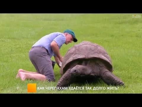 Нажми и смотри