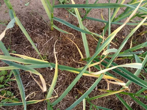 Что делать, если чеснок желтеет? Проверьте эти шаги Что делать, если чеснок желтеет? Проверьте эти шаги