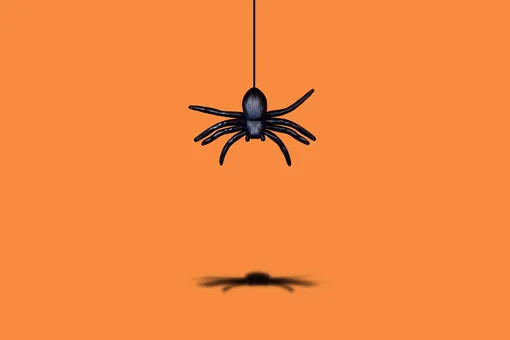 Прокусит палец и не поморщится: австралийский зоопарк заполучил гигантского паука