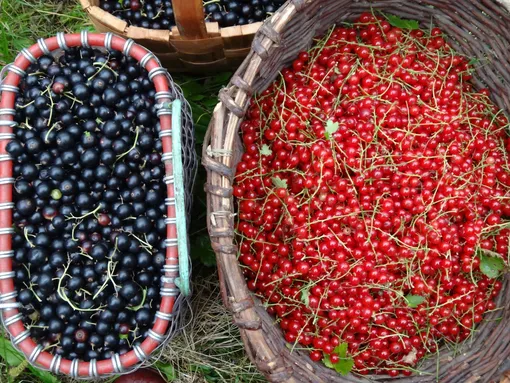 Что следует сделать весной, чтобы получить отличный урожай смородины