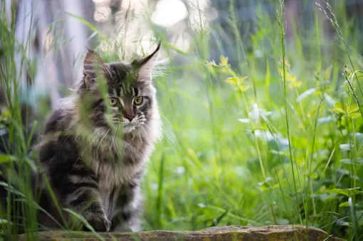 кошка на даче кошка на даче
