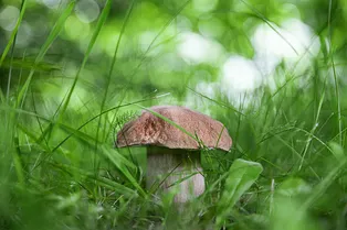 Сборщикам грибов и ягод хотят разрешить получать федеральные льготы, но не всё так просто Сборщикам грибов и ягод хотят разрешить получать федеральные льготы, но не всё так просто