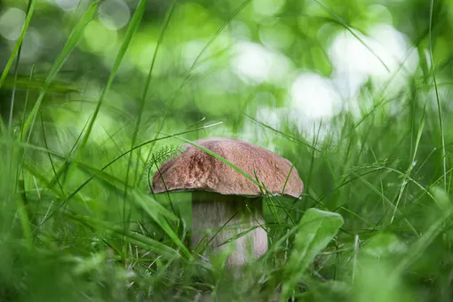 Сборщикам грибов и ягод хотят разрешить получать федеральные льготы, но не всё так просто Сборщикам грибов и ягод хотят разрешить получать федеральные льготы, но не всё так просто