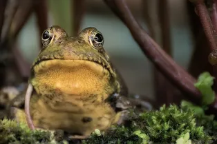 Лягушка-автостопщица запрыгнула в машину на ходу – и нашла постоянный дом Лягушка-автостопщица запрыгнула в машину на ходу – и нашла постоянный дом