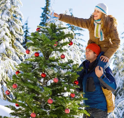 Какую ёлку выбрать Какую ёлку выбрать