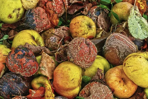 Можно ли спасти заражённые плодовой гнилью фрукты Можно ли спасти заражённые плодовой гнилью фрукты