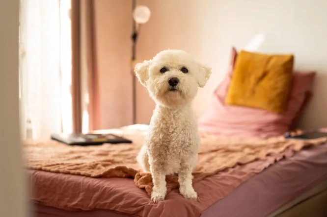 widget-interest widget-interest