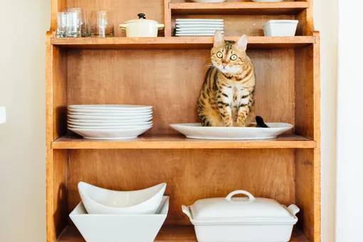 Кошатники против собачников! Как толковать кошачий язык тела