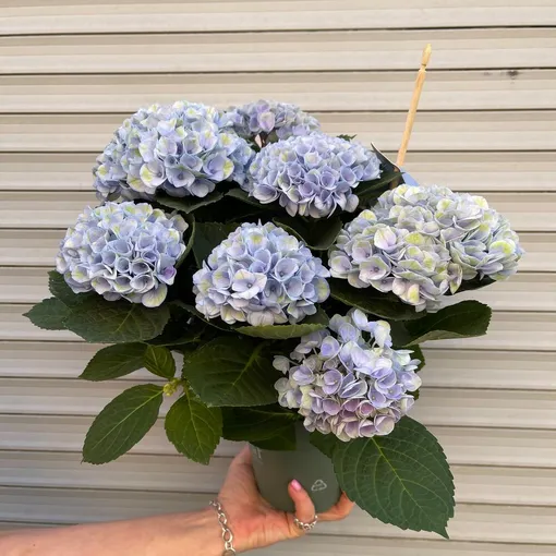 Примерно раз в месяц можно подкислять грунт в горшке: добавлять в воду для полива немного сока лимона (примерно 5 капель на 1 литр воды). Примерно раз в месяц можно подкислять грунт в горшке: добавлять в воду для полива немного сока лимона (примерно 5 капель на 1 литр воды).