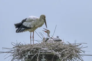 Названы пять главных причин разводов среди россиян