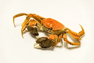 В Великобритании запретят варить лобстеров и крабов живыми