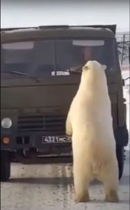 белые мишки, полярные мишки белые мишки, полярные мишки