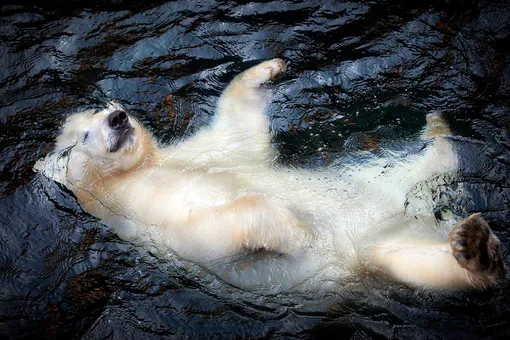 белый медведь белый медведь