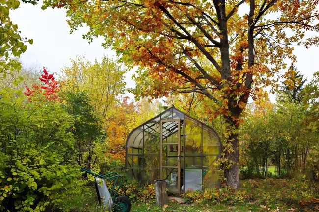 Как подготовить теплицу осенью, чтобы в следующем году вырастить богатый урожай: личный опыт Евгении Лобановой