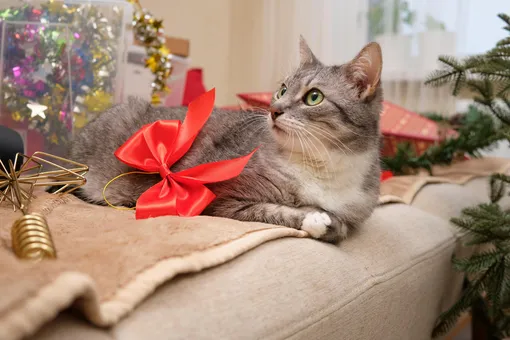 6 умных способов убрать вокруг новогодних украшений, ничего не передвигая, и кот