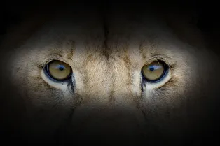 Льва держали в рабстве. Спасти его помогли ролики в Тик-Токе Льва держали в рабстве. Спасти его помогли ролики в Тик-Токе