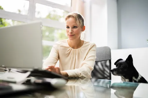 Собаки в офисе: лучшее решение или прихоть? Собаки в офисе: лучшее решение или прихоть?