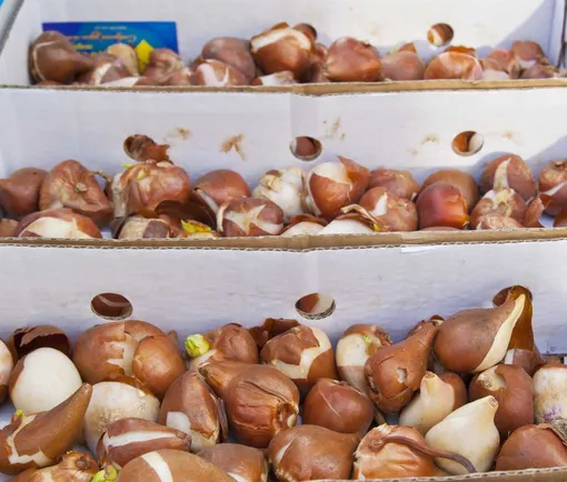 Лунный посевной календарь садовода и огородника на неделю с 1 по 7 января 2024 года