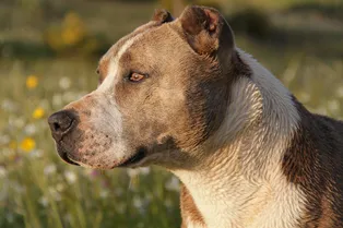 Питбуль вынес ребёнка из горящего дома, спасая семью от пожара