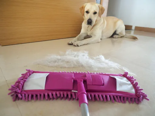 Аллергия у собак фото