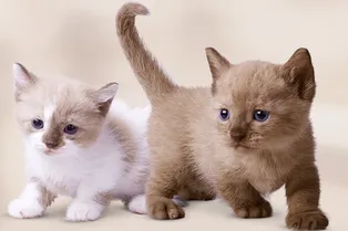 Манчкин: что нужно знать, если вы берёте домой котёнка этой породы Манчкин: что нужно знать, если вы берёте домой котёнка этой породы