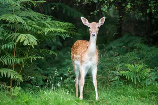 Чужих детей не бывает: видео оленихи, прибежавшей на плач малыша, стало вирусным