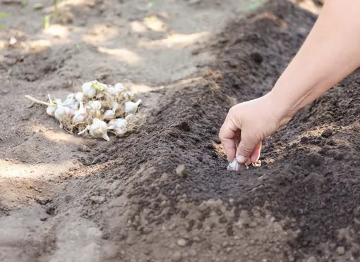 Как сажать чеснок осенью Как сажать чеснок осенью