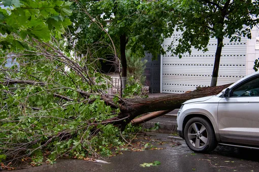 Дерево упало на машину