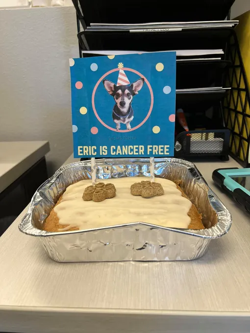 собачий день рождения собачий день рождения