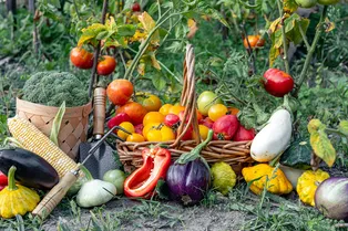 Зима работает на весну: как подготовить сад к новому сезону