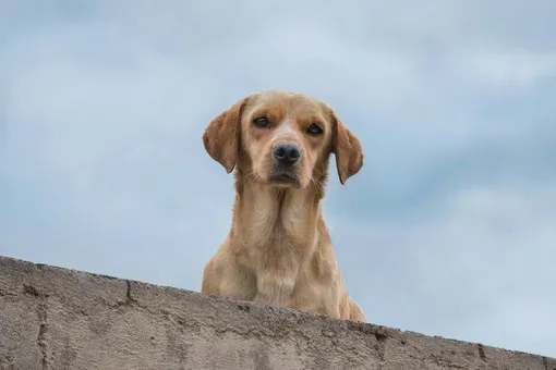 Бездомный пёс взошёл на Эльбрус вместе с альпинистами